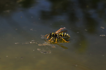 the wasp sat down on the surface of the water to quench your thirst on a hot, summer, sunny day