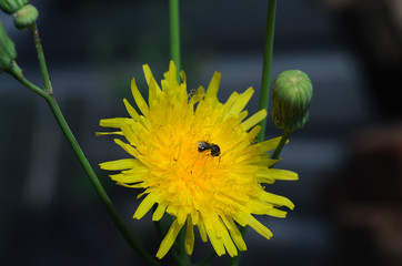  yellow field flower, which creeps a small bee
