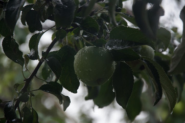  green apple, in the shade of leaves, covered with drops of water, in the rain