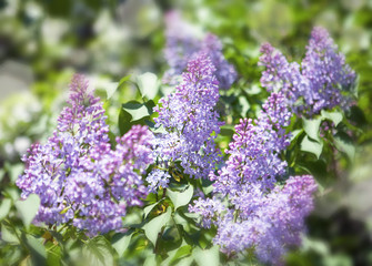 blossoming lilac