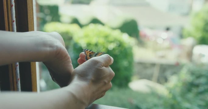 Woman's hands releasing a butterfly by the window