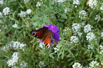 Peacock Butterfly dancing on a flower ball