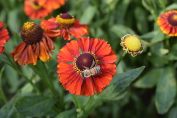 Movement in a circle. Bee on red daisy