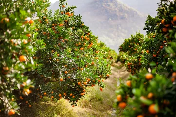 Mandarinengarten bereit zur Ernte © yashabaker