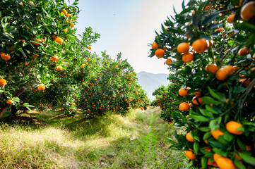 Mandarin orchard ready to be harvested