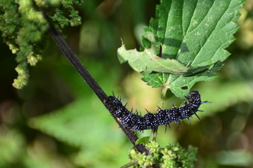 Schwarze Raupe eines Tagpfauenauge an grüner Brennnessel in der Natur