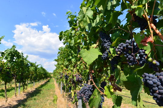 Weinbau in Heppenheim an der Bergstra&szlig;e