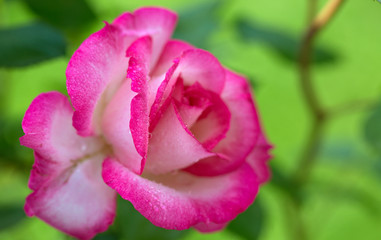 Pink rose closeup with watwr drop.