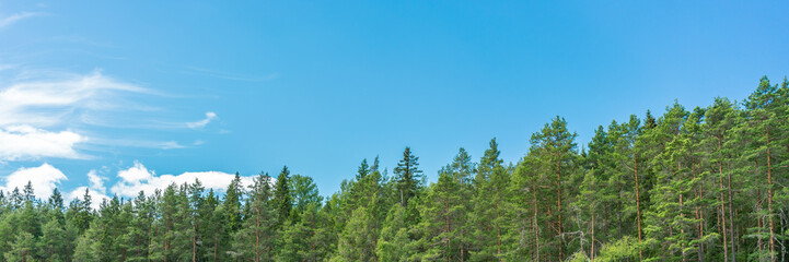 Fototapeta na wymiar Trees and blue sky panorama