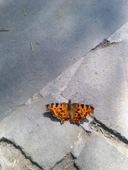 Fototapeta na wymiar Motýl
