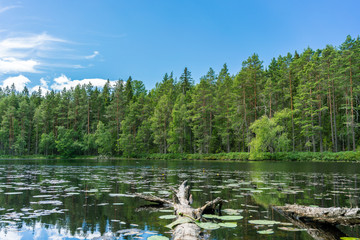 Obraz premium Fallen tree trunk in a beautiful lake in Sweden