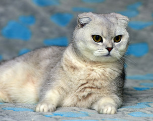 Scottish Fold cat, color silver