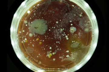 Growing Bacterial Colonies In Petri Dish