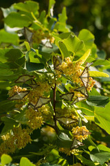Buchsbaumzünsler im Lindenblütenbaum