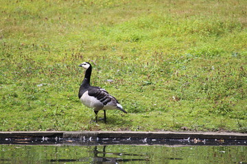 Duck In  A Pasture