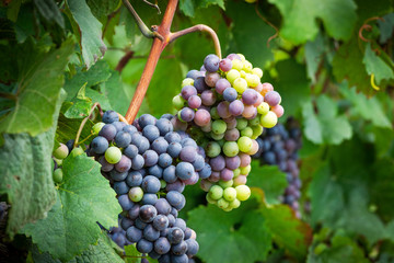 Weinreben mit blauen Trauben