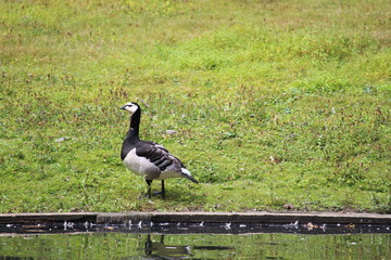 Duck In  A Pasture