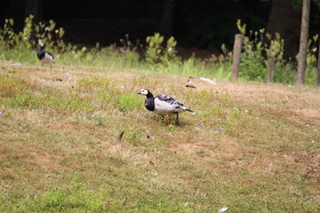 Duck In  A Pasture