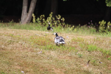 Duck In  A Pasture