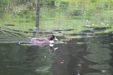 Swimming Duck