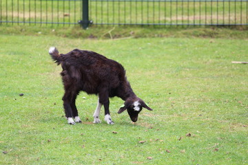 Fototapeta premium Goat On A Sunny Day