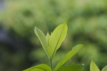 young green leafs background and bright