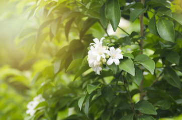 white flower on green tree near by the bamboo fence