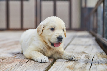 Golden Retriever Puppy Dog Adorable