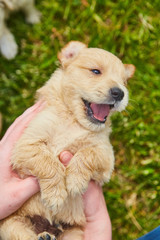 Golden Retriever Puppy Dog Adorable