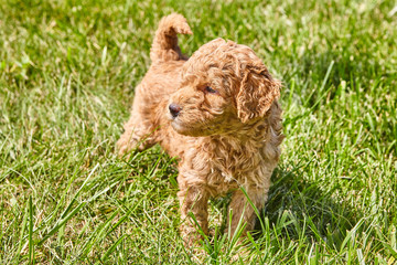 Puppy Mini Goldendoodle Cute