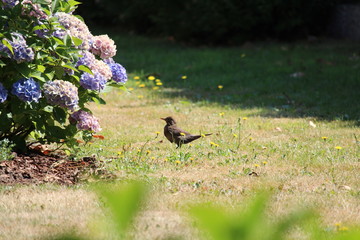 Bird On A Sunny Day