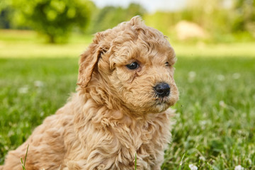 Puppy Mini Goldendoodle Cute