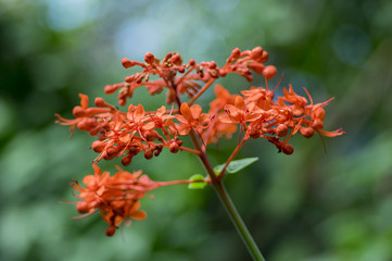 Clerodendrum speciosissimum tropical shrub in bloom, red orange flowering plant