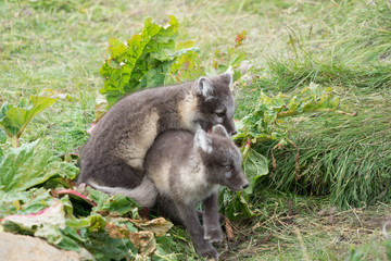 Polarfuchs-Nachwuchs im Hochland im Nord-Osten Islands