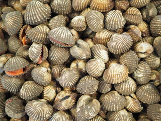 Fresh cockle clams for sale at a market.