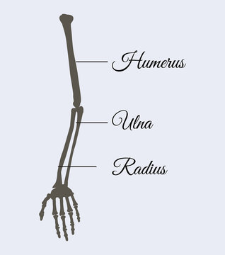 Arm Parts Poster Explanation Vector Illustration