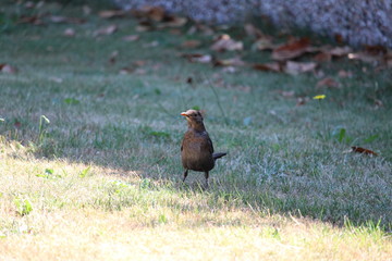 Bird On A Sunny Day