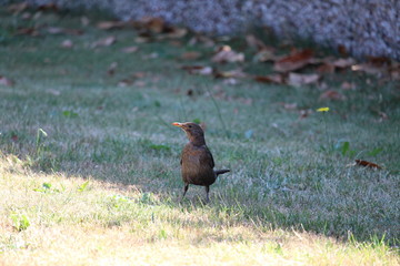 Bird On A Sunny Day