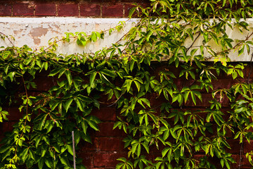 Old Vines Abandoned Wall Detail