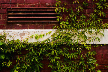 Old Vines Abandoned Wall Detail