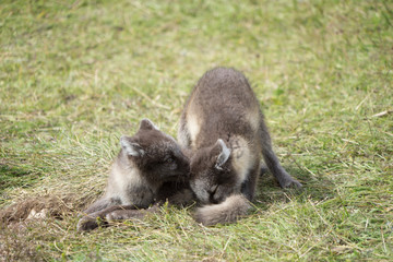 Polarfuchs-Nachwuchs im Hochland im Nord-Osten Islands
