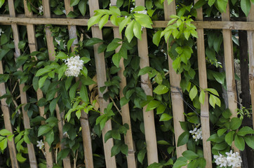 white flower on green tree near by the bamboo fence