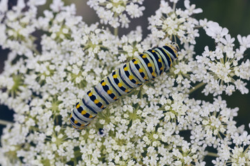 Young Colorful Caterpillar White Yellow Black on Flower