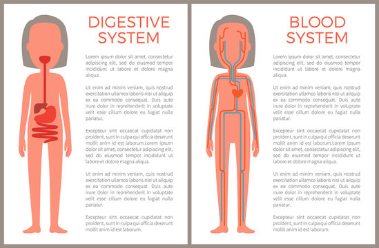 Digestive and Blood System Color Anatomical Image