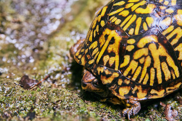 Turtle Gold Brown Shell in Nature