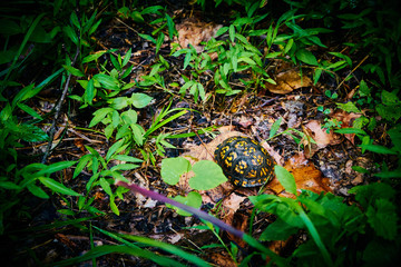 Turtle Gold Brown Shell in Nature