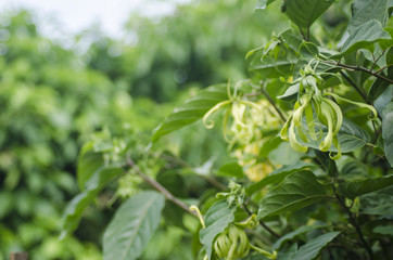 Champaca and sweet light on tree green background