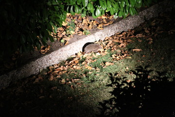 Hedgehog In The Distance