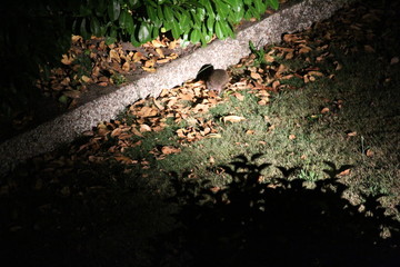 Hedgehog In The Distance