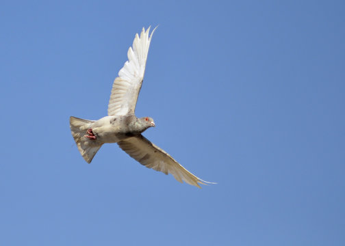 Feral Pigeon (Columba Livia Domestica)